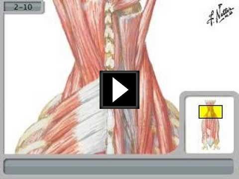 netters_anatomy